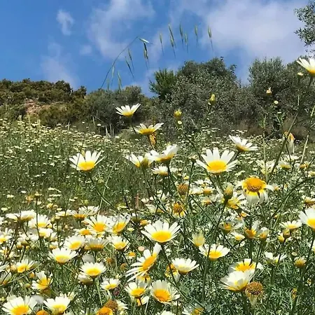 Penthouse Apartment, Cortijo Fruitful Hills Апартаменты *